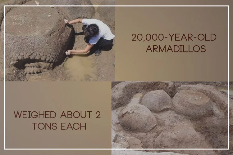 20,000-Year-Old Armadillos