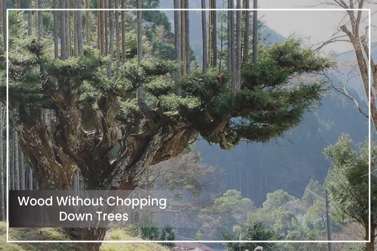 Japan Makes Wood Without Chopping Down Trees